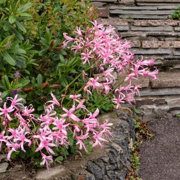 Nerine bowdenii Amandi - Lis de Guernesey