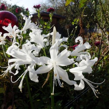 Nerine bowdenii Bianca Perla - Lis de Guernesey