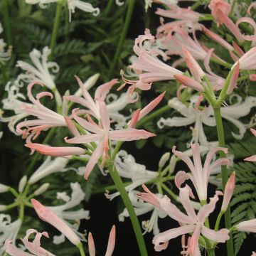 Nerine bowdenii Vesta K - Lis de Guernesey