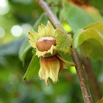 Noisetier - Corylus avellana Tonda Gentile Trilobata