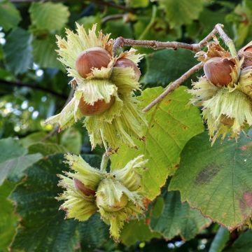 Noisetier commun - Corylus avellana Longue d'Espagne