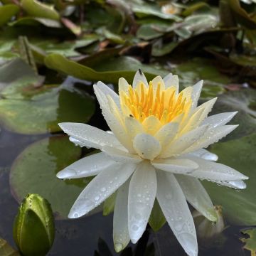 Nymphaea Colonel A.J. Welch - Nénuphar jaune