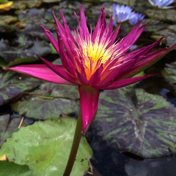 Nymphaea Colonel A.J. Welch - Nénuphar jaune