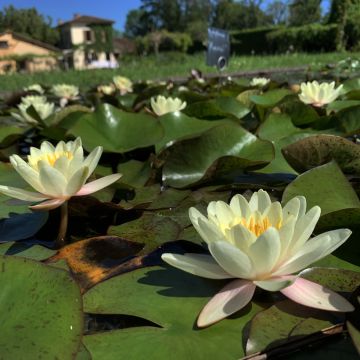 Nymphaea Colonel A.J. Welch - Nénuphar jaune