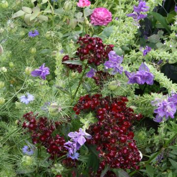 Oeillet de poète Sooty - Dianthus barbatus nigrescens