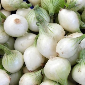 Oignon Blanc extra hâtif de Barletta - Allium cepa