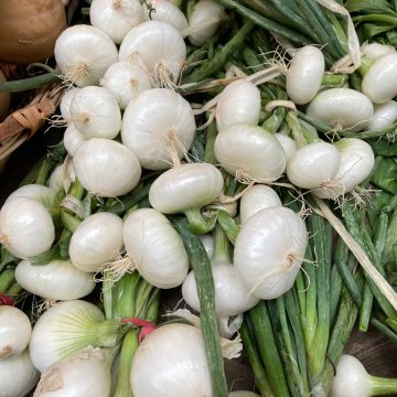 Oignon Blanc hâtif de Paris - Allium cepa