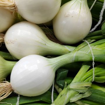 Oignon Blanc très hâtif de la Reine - Allium cepa