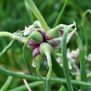 Oignon rocambole - Allium cepa proliferum - Oignon d'Egypte