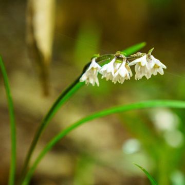 Ophiopogon planiscapus Black Dragon