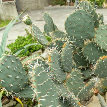 Opuntia engelmannii - Cactus raquette