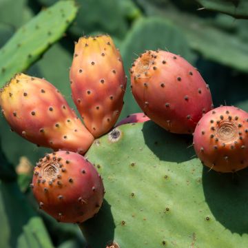 Opuntia howeyi - Cactus raquette