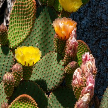 Opuntia rufida - Cactus raquette