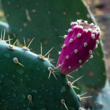 Opuntia tapana (= tapona) - Cactus raquette