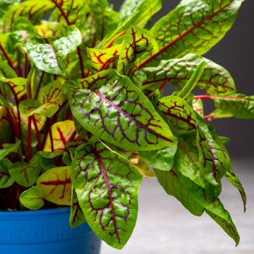 Oseille sanguine Blood Veined - Rumex sanguineus