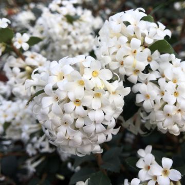 Osmanthus delavayi Perfume of Nature - Osmanthe