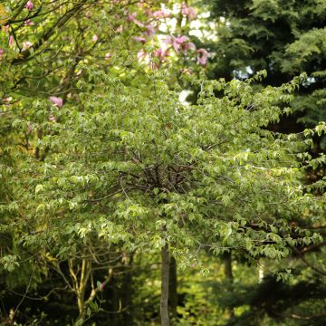 Charme houblon - Ostrya carpinifolia