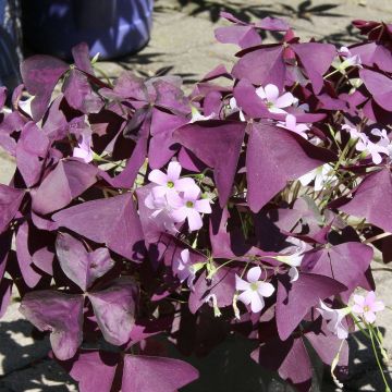 Oxalis triangularis shamrock pourpre rhizomes Petite oseille des bois,  trèfle faux couleur violet Plante d'intérieur fleurie
