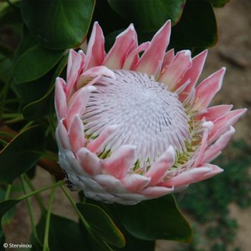 Protée royale - Protea cynaroides