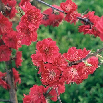 Prunus persica Taoflora Red - Pêcher à fleurs rouge framboise