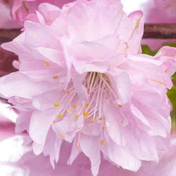 Amandier à fleurs - Amandier de Chine - Prunus triloba Multiplex