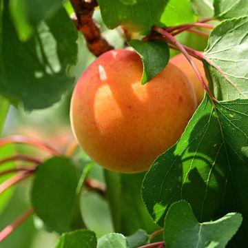 Abricotier - Prunus armeniaca Meilleur de Hongrie