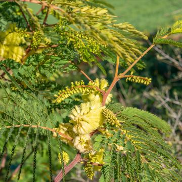 Paraserianthes lophantha - Acacia du Cap