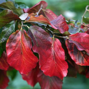 Parrotia persica Bella - Arbre de fer