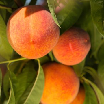 Pêcher Madeleine de Courson Bio