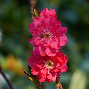 Pêcher à fleurs - Prunus persica Taoflora Red