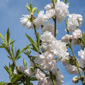 Pêcher à fleurs - Prunus persica Taoflora White