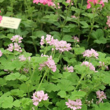 Pelargonium - Géranium parfumé Attar of Roses en pot