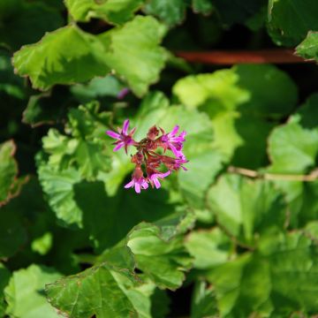 Pelargonium odoratissimum - Géranium botanique parfum pomme