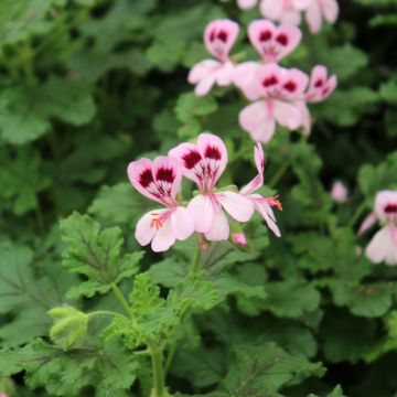 Pélargonium odorant quercifolium - Pélargonium à feuilles de chêne