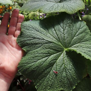 Pelargonium odoratissimum - Géranium botanique parfum pomme