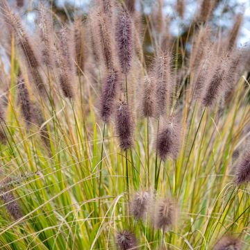 Pennisetum alopecuroides Black Beauty - Herbe aux écouvillons