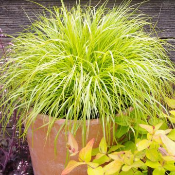 Pennisetum alopecuroides Hameln Gold - Herbe aux écouvillons dorée.