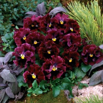 Pensée à fleurs ondulées Frizzle Burgundy Mini-motte