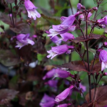 Penstemon smallii - Galane