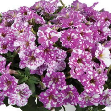 Petunia Splash Dance Magenta Mambo℗