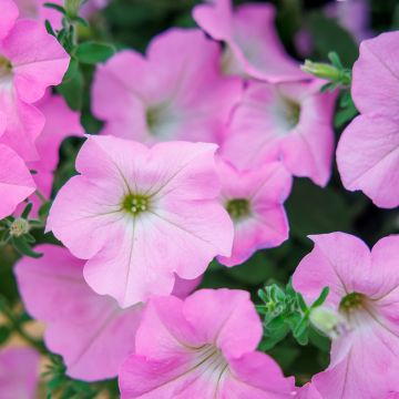 Petunia Surfinia Trailing Big Pink