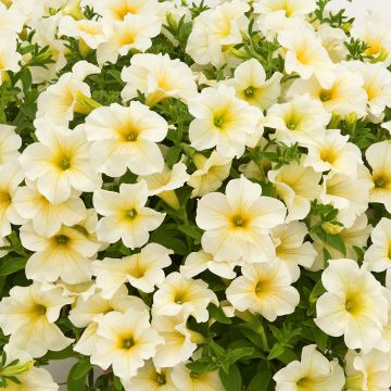 Petunia Surfinia Pink Vein rose veiné de pourpre