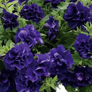 Pétunia Tumbelina Belinda double bleu foncé