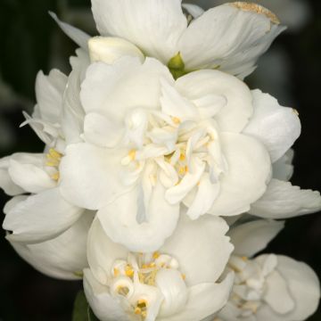 Seringat - Philadelphus Silberregen