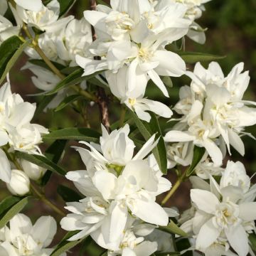 Philadelphus Natchez - Seringat