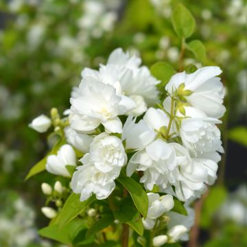 Philadelphus Virginal - Seringat blanc