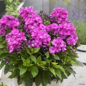 Phlox paniculata Bambini Primadonna