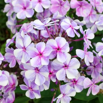 Phlox paniculata Neon Flare Blue