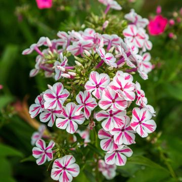 Phlox paniculata Peppermint Twist - Phlox paniculé rayé rose et blanc