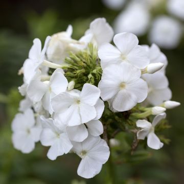 Phlox paniculata Younique Red